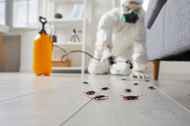 Commercial Rodent Management in Avon Park